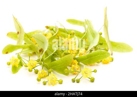 Lindenblüten, Blumen, frisch, viele, Linden, Hintergrund, Linde, frisch, Blätter, weiß, Isoliert, liegend, Medizin, isoliert, grün, In der Nähe, Details, Kraut, Stockfoto