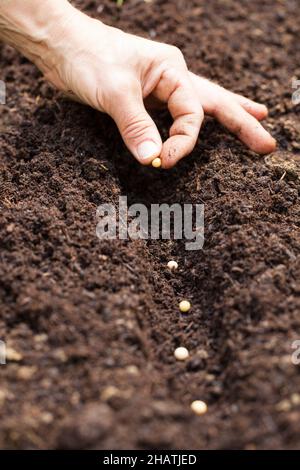 Gartenarbeit, Garten, Hand, Erde, Graben, Humus, Pflanze, Pflanzen, braun, Boden, Motor, Paprika, klein, jung, wachsen, Legt Ling, Hände, Finger, sanft, s fest Stockfoto