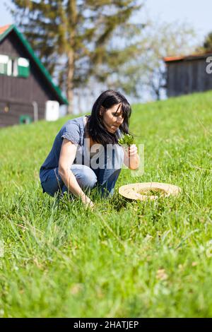 Frau sammelt, Wildgemüse, Wiese, Kräuter, Heilpflanzen, Gemüse, geschnitten, Österreich, Salat, frisch, Dandelion, Bauernhaus, grün, sitzen, knif Stockfoto