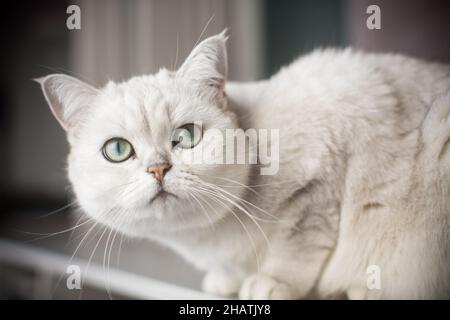 Erwachsene Katze Pedigree Scottish Chinchilla geraden Ohren Stockfoto