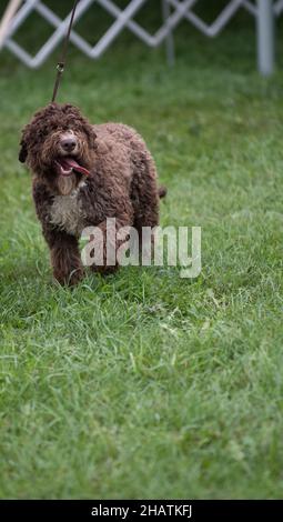 Lagotto Romagnolo Hundespaziergängen während der Exterieurveranstaltung auf einer Hundeausstellung Stockfoto