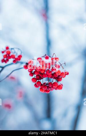 Rote Viburnum-Beeren bedeckt mit weißem Schnee in der Wintersaison Stockfoto