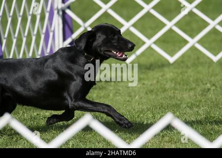 Labrador Retriever konkurriert in Gehorsam auf einer Hundeausstellung Stockfoto