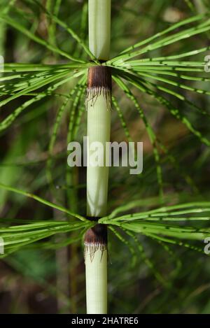 Stammdetail des Equisetum arvense Common Horsetail aka Field Horsetail Stockfoto