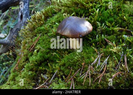 Suillus luteus (früher bekannt als Boletus luteus) Slippery Jack oder Sticky Bun Pilz oder Pilze wachsen auf Moos Covered Rock Stockfoto