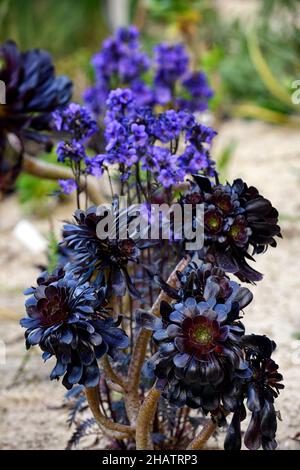 polemonium bressingham lila, Aeonium, gemischte Pflanzung, mehrjährige und Sukkulenten, Sukkulente Bepflanzung, lila getönte Blätter, kobaltblaue Blüten, RM FL Stockfoto