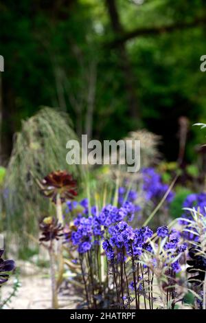 polemonium bressingham lila, Aeonium, gemischte Pflanzung, mehrjährige und Sukkulenten, Sukkulente Bepflanzung, lila getönte Blätter, kobaltblaue Blüten, RM FL Stockfoto