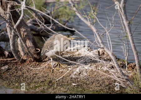 Ein gestreifter Reiher (Butorides striata), der am Ufer eines Mangroven im Ras Al Khor Wildschutzgebiet in Dubai ruht. Auch Mangrovenreiher genannt Stockfoto