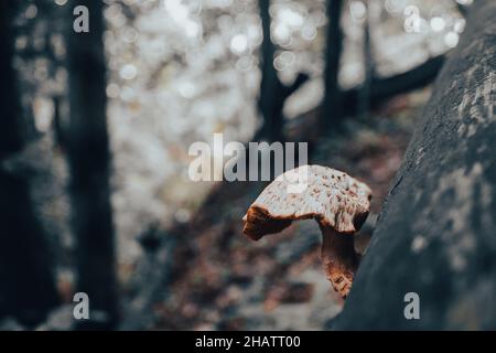 Niedrige Ansicht eines Pilzes, der auf einem Baumstamm wächst. Dunkles Licht. Speicherplatz kopieren. Stockfoto