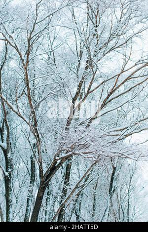 Hohe Bäume, die im Winterwald mit frischem, flauschigen weißen Schnee bedeckt sind. Wintersaison. Vertikale Postkarte Stockfoto