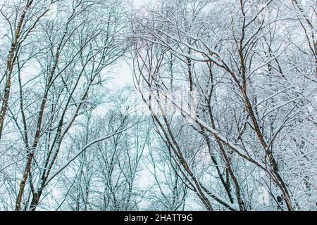 Hohe Bäume, bedeckt mit frischem, flauschigen weißen Schnee im Wald. Weihnachten und Neujahr. Wintertapete Stockfoto