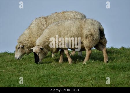 Zwei Schafe Auf Der Grünen Wiese Stockfoto