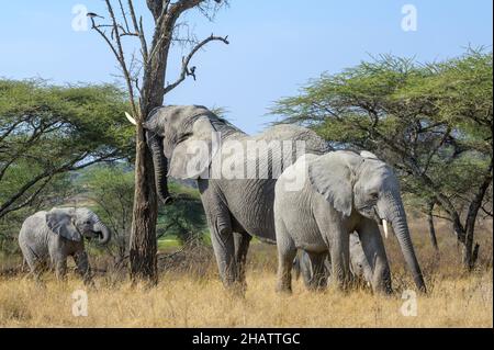 Afrikanischer Elefant (Loxodonta africana) schüttelt Baum auf Savanne für herunterfallende Futterschoten, Ngorongoro-Schutzgebiet, Tansania, Afrika. Stockfoto