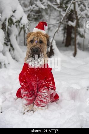 Irischer, weich beschichteter Terrier mit Weizenbesen. Ein flauschiger roter Hund in einem roten Neujahrsanzug posiert in einem schneebedeckten Wald. Stockfoto