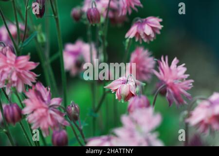 Im Blumengarten blüht die wunderschöne Aquilegia vulgaris 'Clementine Salmon-Rose'. Selektiver Fokus mit verschwommenem Vorder- und Hintergrund. Stockfoto