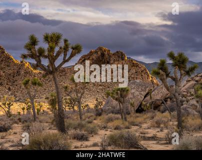 Evening Light schleicht sich in das Tal hinter den Joshua Trees im California Park Stockfoto