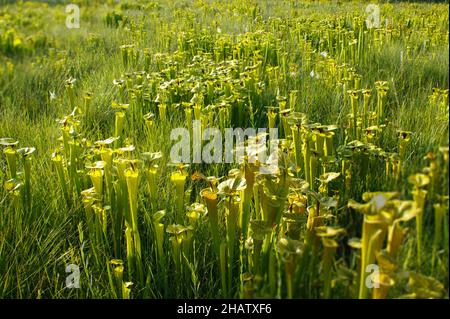 Gelbe Krug-Pflanze (Sarracenia flava ssp. Flava), North Carolina, USA Stockfoto