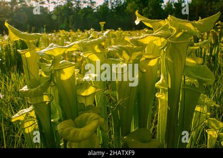 Gelbe Krug-Pflanze (Sarracenia flava ssp. Flava), natürlicher Lebensraum, USA Stockfoto