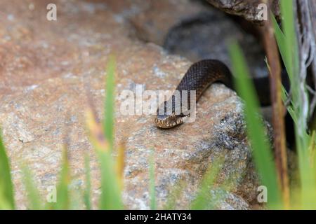 Dunkle Kreuzotter, Vipera berus, Gemeine europäische Adder in schwarzer Form Stockfoto