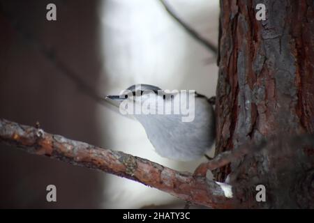 Animsls in the Wild - Nahaufnahme Porträt von nuthatch sitzt auf einem Ast eines Baumes Stockfoto