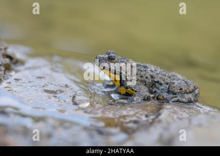 Gelbbauchunke, Bombina variegata, Gelbbauchkröte Stockfoto