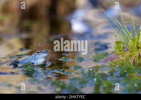 Maennlicher Moorfrosch, Rana arvalis, männlicher Moorfrosch Stockfoto