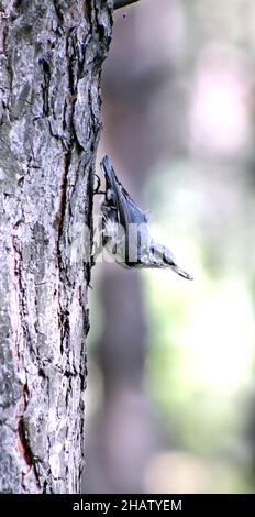 Animsls in the Wild - Nahaufnahme Porträt von nuthatch sitzt auf einem Stamm eines Baumes Stockfoto