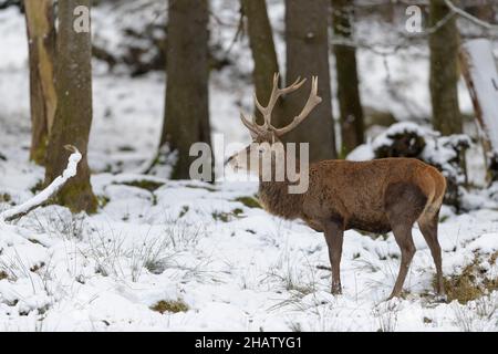 Rothisch, Cervus elaphus, Rotwild im Schnee Stockfoto