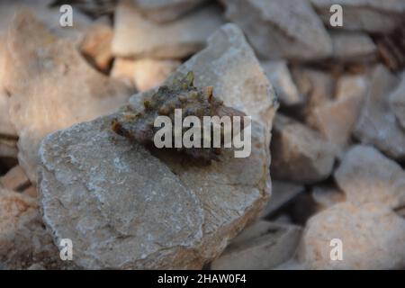 Nahaufnahme von Hexaplex trunculus (gebänderter Dye-Murex) auf dem Stück Stein am Strand Stockfoto
