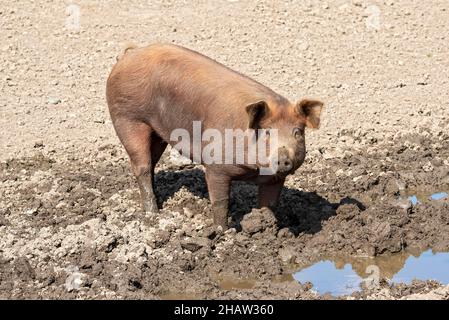 Duroc Schwein steht im Schlammbecken, Vomp, Tirol, Österreich Stockfoto