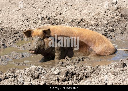 Duroc Schwein rollt im Schlamm, Vomp, Tirol, Österreich Stockfoto