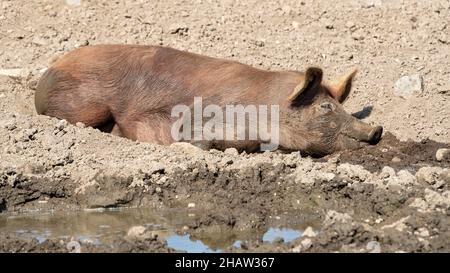 Duroc Schwein rollt im Schlamm, Vomp, Tirol, Österreich Stockfoto