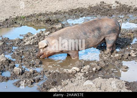 Duroc Schwein steht im Schlammbecken, Vomp, Tirol, Österreich Stockfoto