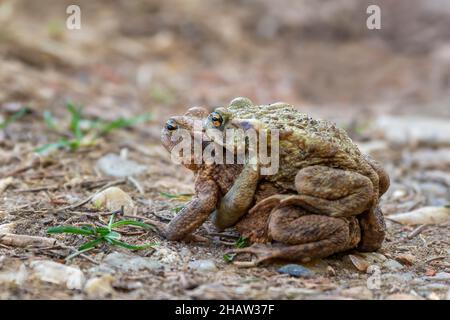 Kröte (Bufo bufo), Paar auf dem Weg zu Laichgewässern, Burgenland, Österreich Stockfoto