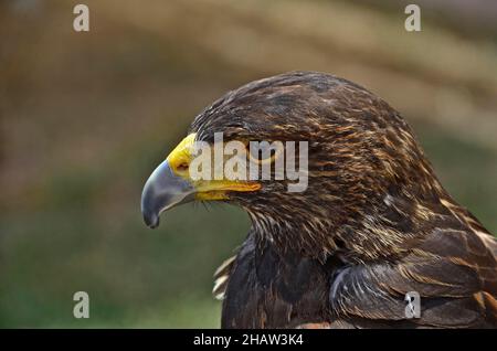 Kopf des Wüstenbussards, Kopf des Raubvogels, Bussardkopf im Profil, Nahaufnahme Stockfoto