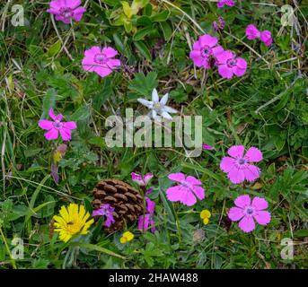 Holz rosa (Dianthus sylvestris) und alpines Edelweiß (Leontopodium nivale), Edelweiss-Boden auf dem Grachtling, Tragoess-Sankt Katharein, Steiermark Stockfoto