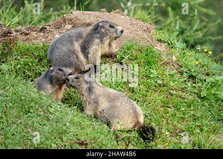 Murmeltier (Marmota marmota), Gruppe auf Baustelle, Krumltal, Seitental des Huttwinkltals, Raurisertal, Pinzgau, Salzburger Land, Österreich Stockfoto