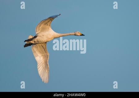 Tundra-Schwan (Cygnus bevickii), fliegend, Emsland, Niedersachsen, Deutschland Stockfoto