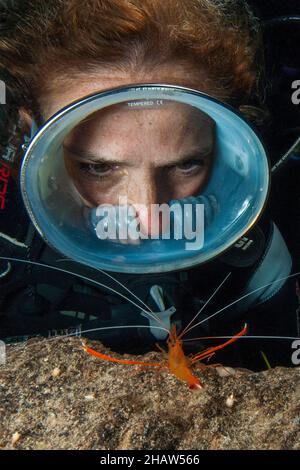 Taucher mit runder Tauchermaske blickt aus nächster Nähe auf mediterrane Scherengarnelen und zeigt bedrohliches Gestus-Abwehrverhalten (Stenopus spinosus) Stockfoto