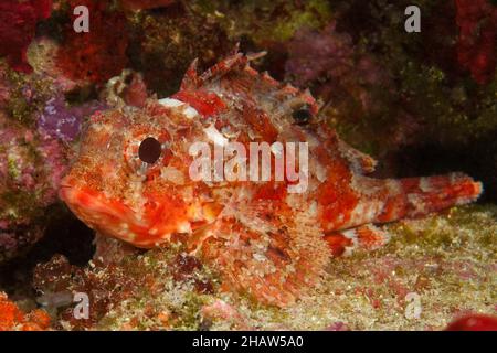 Nahaufnahme eines kleinen roten Skorpionfischs (Scorpaena notata) mit markantem schwarzen Fleck auf der Rückenflosse, Mittelmeer, Giglio, Toskana, Italien Stockfoto