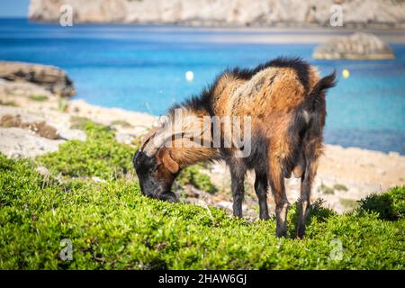 Männliche Wildziege (Capra aegagrus hircus), ziegenbock, Weide, Cala Figuera Bay, Cap Formentor, Mallorca, Spanien Stockfoto