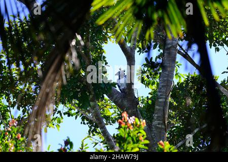 Amerikanischer Harpyadler (Harpia harpyja), der im Baum mit gezäunter gewöhnlicher Opossum (Didelphis marsupialis) sitzt, Serere Eco Reserve, in der Nähe von Rurrenabaque, Beni Stockfoto