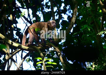 Tufted Capuchin (Sapajus apella), Serere Eco Reserve, in der Nähe von Rurrenabaque, Beni District, Bolivien Stockfoto