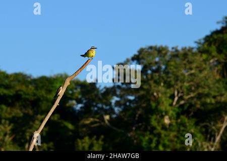 Großer Kiskadee (Pitangus sulfuratus), Paar, auf einem toten Zweig, Serere Eco Reserve, in der Nähe von Rurrenabaque, Beni District, Bolivien Stockfoto