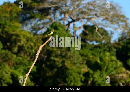 Großer Kiskadee (Pitangus sulfuratus), Paar, auf einem toten Zweig, Serere Eco Reserve, in der Nähe von Rurrenabaque, Beni District, Bolivien Stockfoto