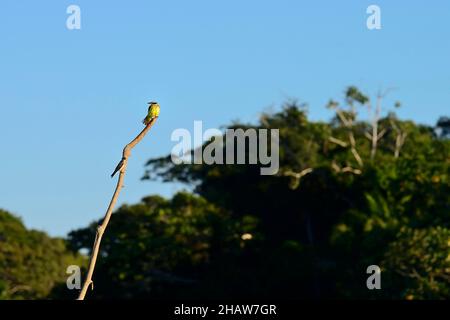 Großer Kiskadee (Pitangus sulfuratus), Paar, auf einem toten Zweig, Serere Eco Reserve, in der Nähe von Rurrenabaque, Beni District, Bolivien Stockfoto