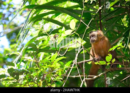 Tufted Capuchin (Sapajus apella), Serere Eco Reserve, in der Nähe von Rurrenabaque, Beni District, Bolivien Stockfoto