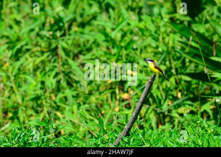 Großer Kiskadee (Pitangus sulfuratus), Paar, auf einem toten Zweig, Serere Eco Reserve, in der Nähe von Rurrenabaque, Beni District, Bolivien Stockfoto