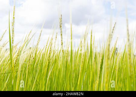 Schöne Blumen in der Regenzeit Stockfoto