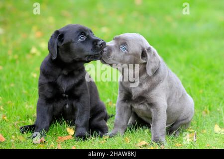 Labrador Haushund (Canis lupus familiaris), zwei Welpen sitzen im Gras und schnüffeln sich, Rheinland-Pfalz, Deutschland Stockfoto